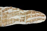 Fossil Plesiosaur Paddle - Goulmima, Morocco #164057-1